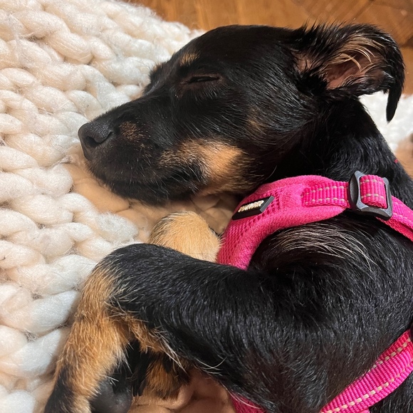 Meet your Posher, Megan - Picture 1 of 1